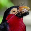 Piciformes